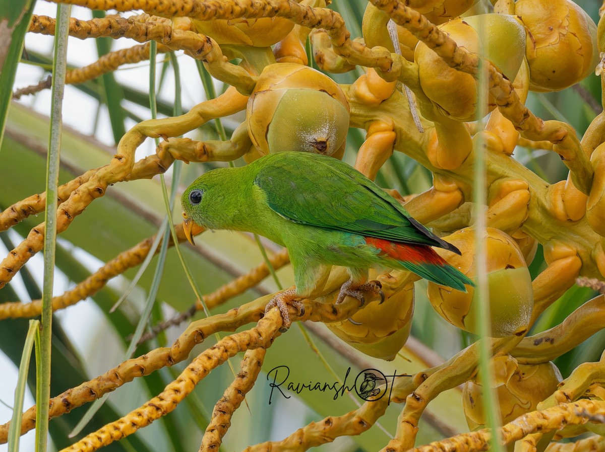 Philippine Hanging-Parrot - ML621862275