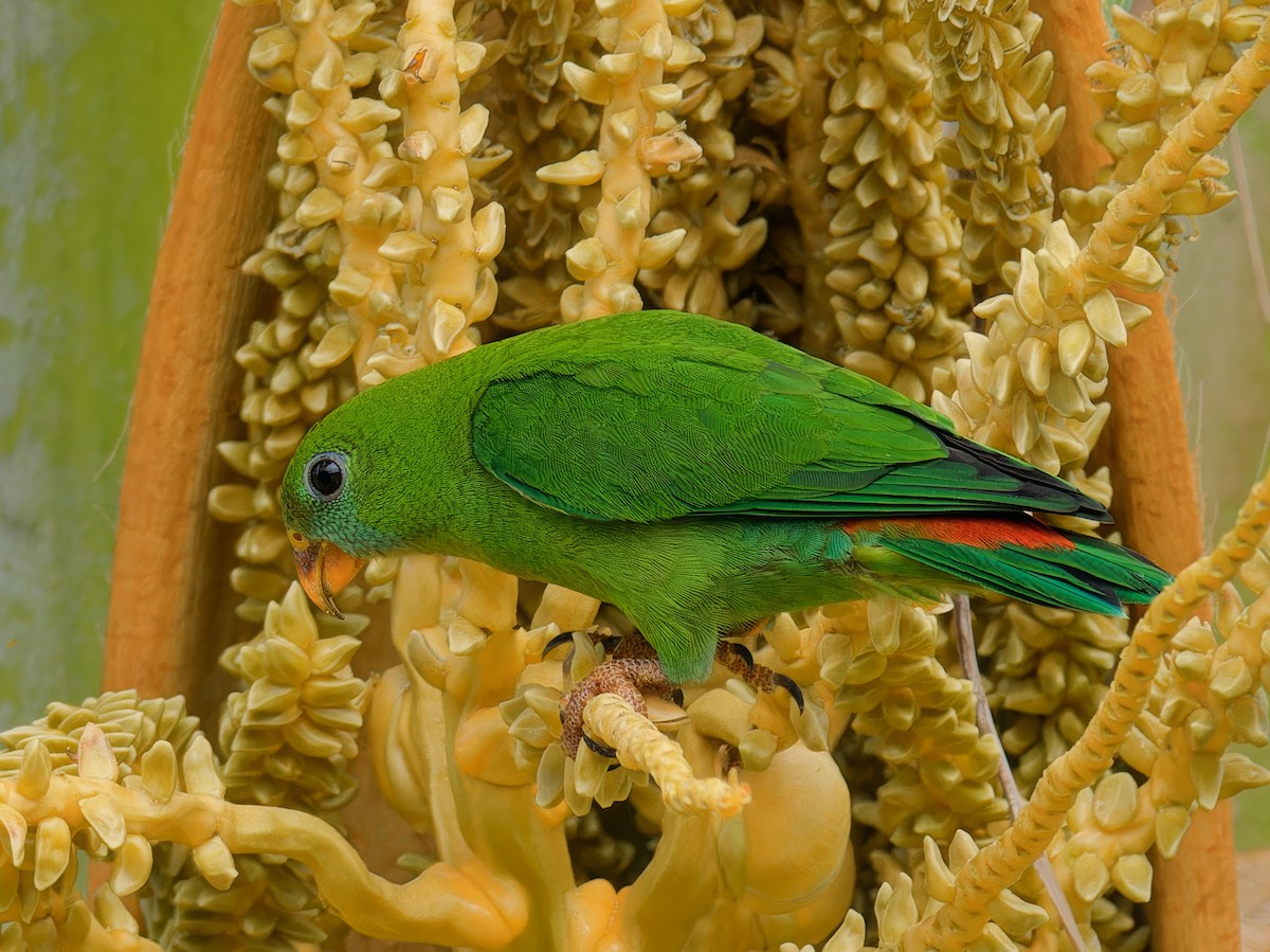 Philippine Hanging-Parrot - ML621862276