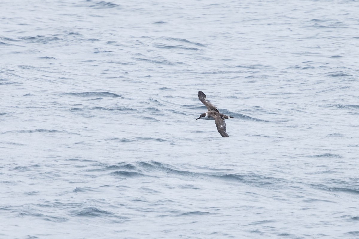 Great Shearwater - ML621862281