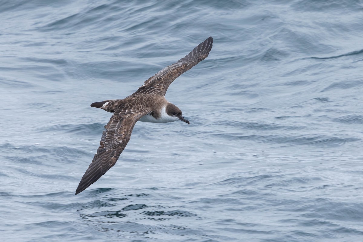 Great Shearwater - ML621862307