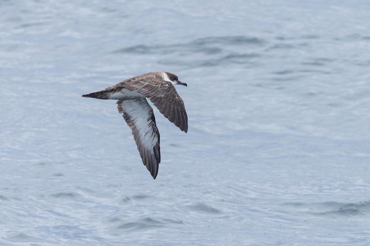 Great Shearwater - ML621862308