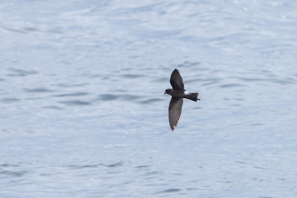 Wilson's Storm-Petrel - ML621862313