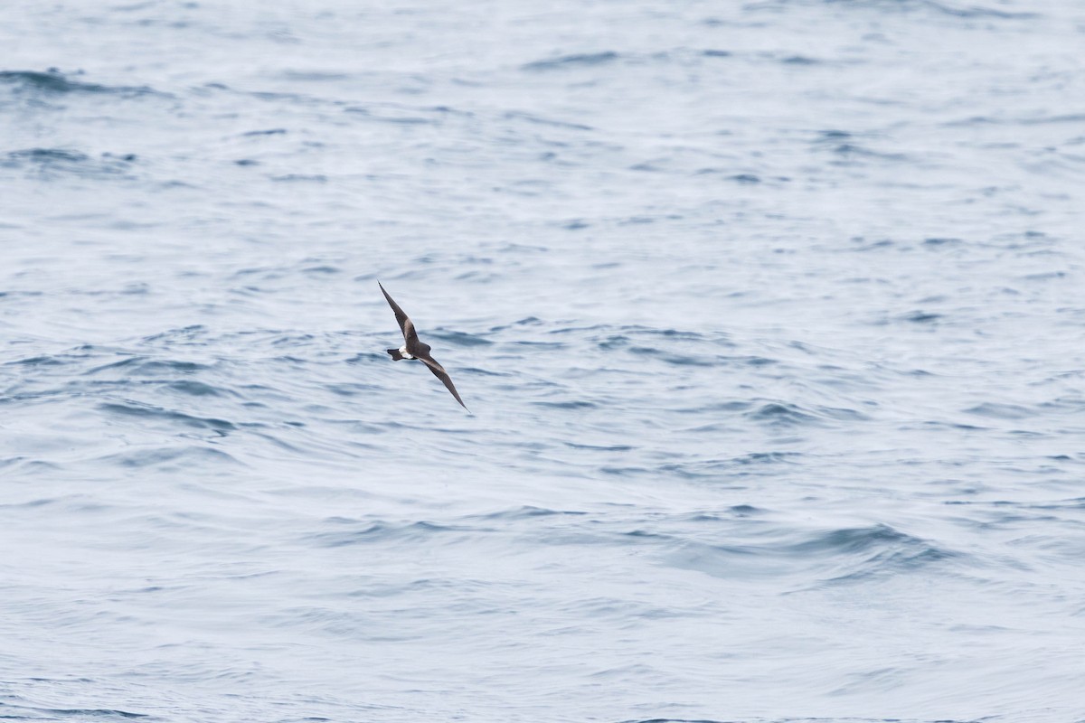 Leach's Storm-Petrel - ML621862323