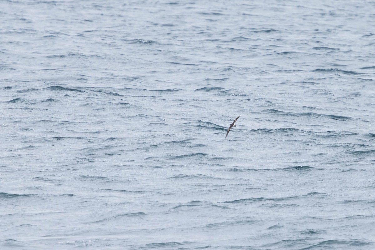 Leach's Storm-Petrel - ML621862324
