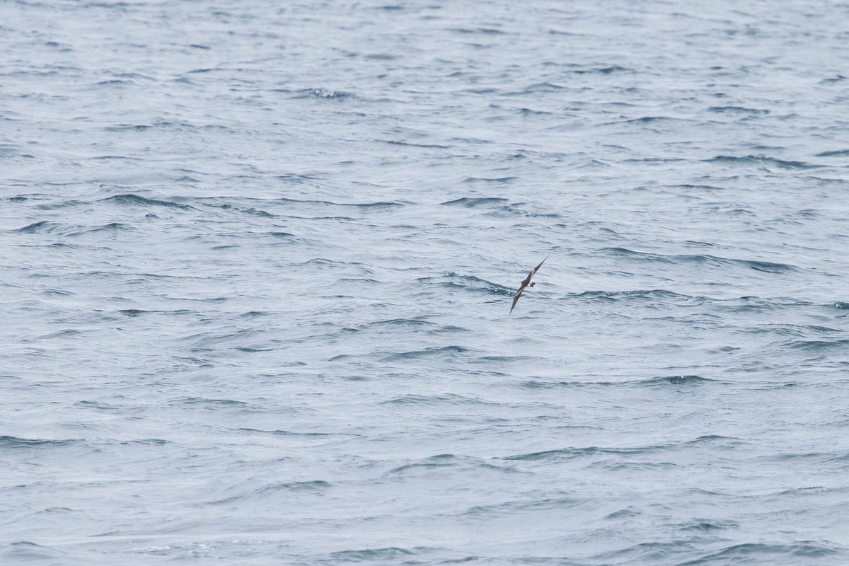 Leach's Storm-Petrel - ML621862324