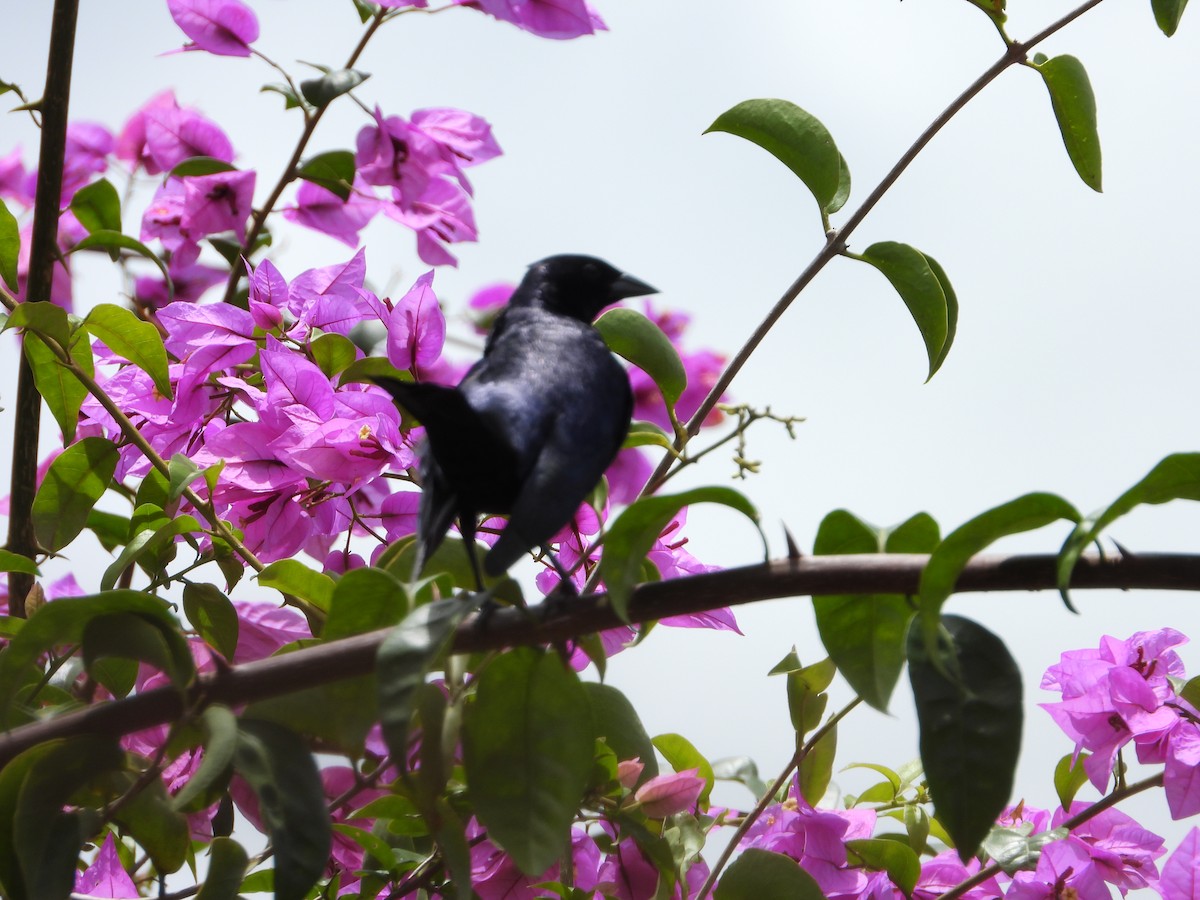 Shiny Cowbird - ML621862352