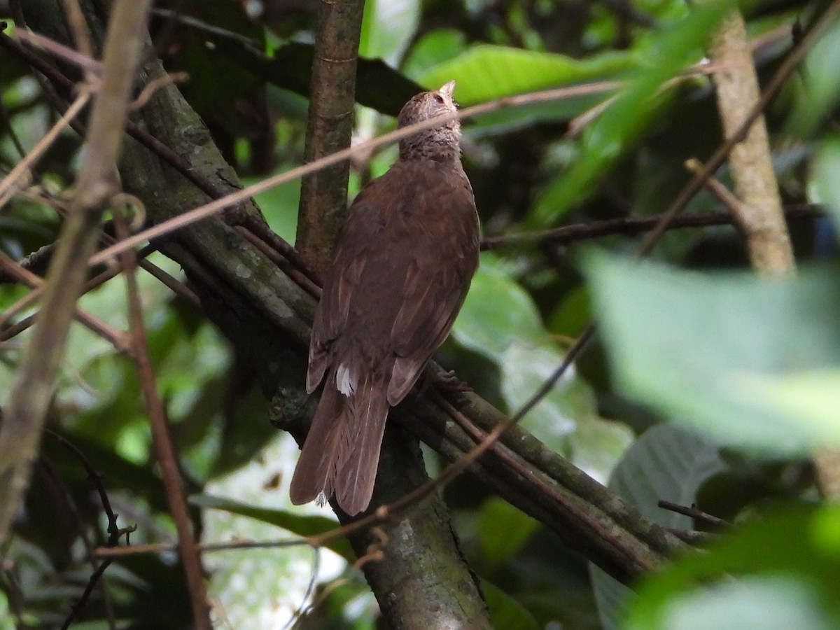 Pale-breasted Thrush - ML621862359