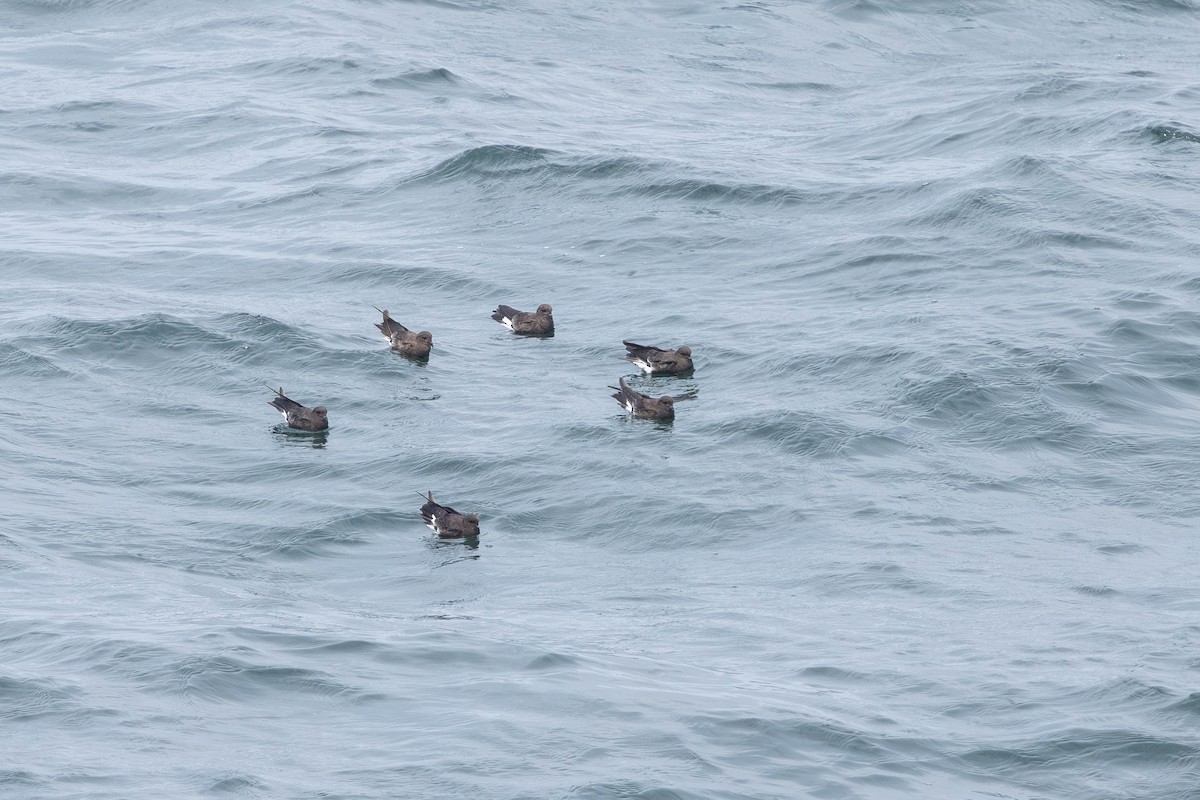 Wilson's Storm-Petrel - ML621862368