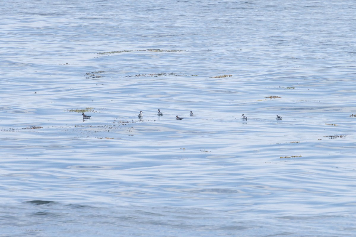 Red-necked Phalarope - ML621862392