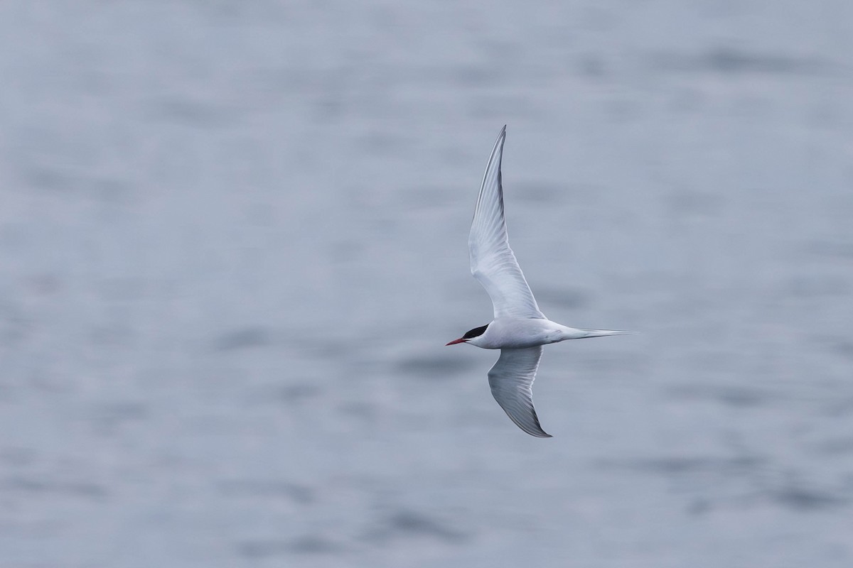 Arctic Tern - ML621862410