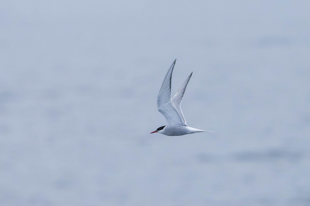 Arctic Tern - ML621862411