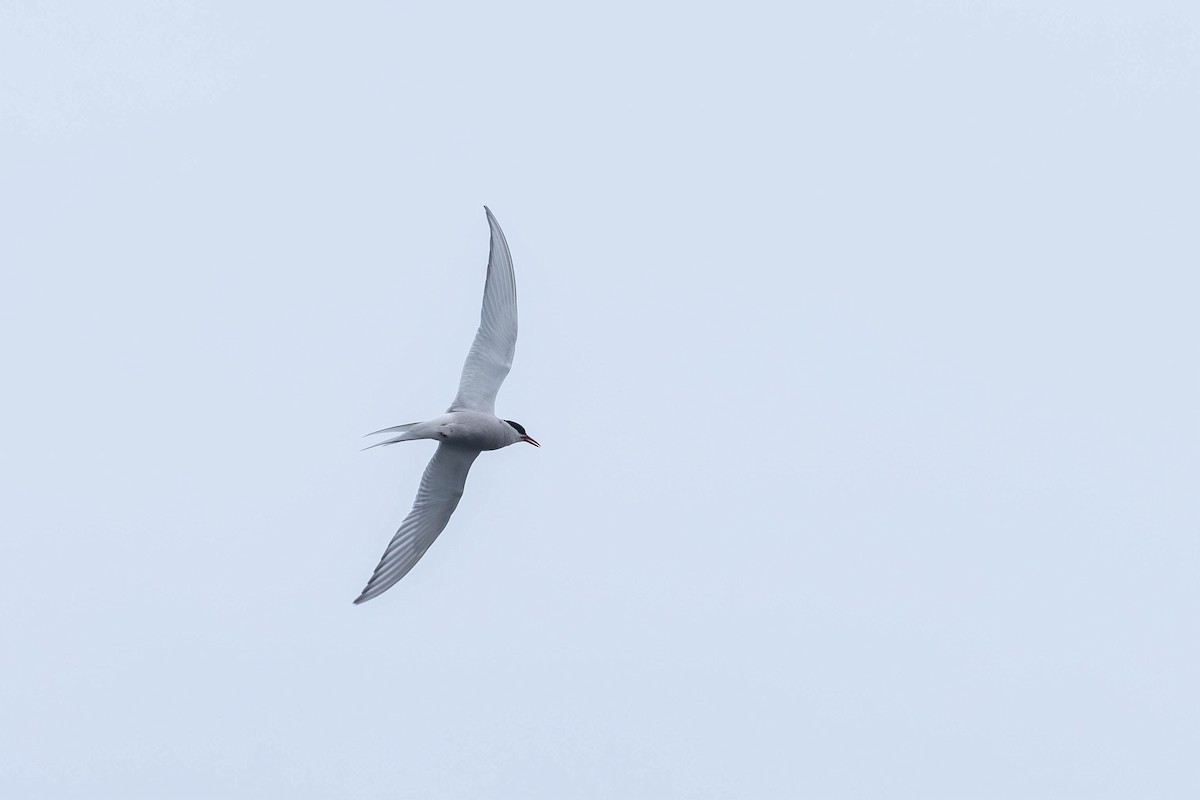 Arctic Tern - ML621862412