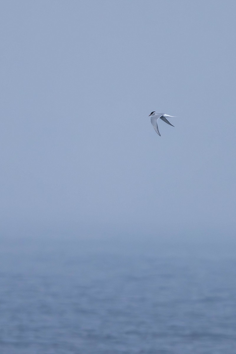 Arctic Tern - ML621862413