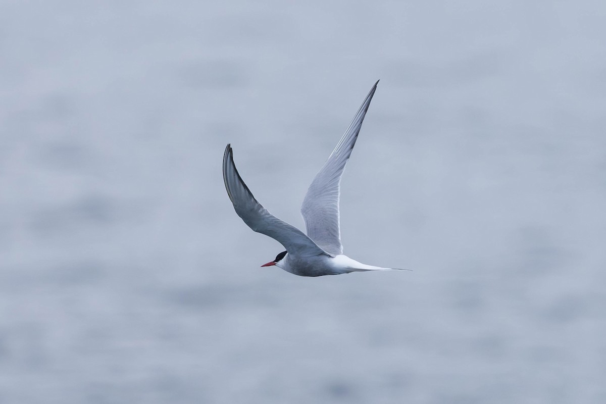 Arctic Tern - ML621862414