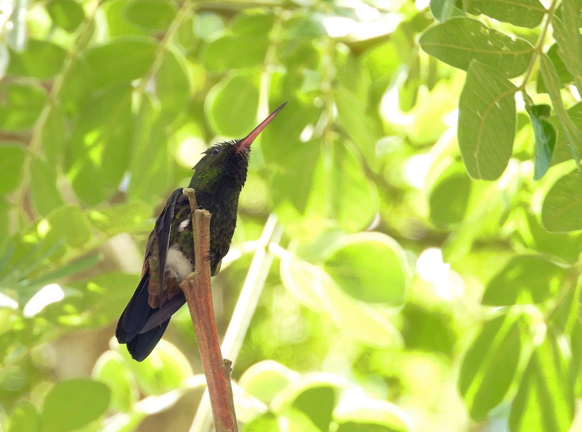 Copper-rumped Hummingbird - ML621862450