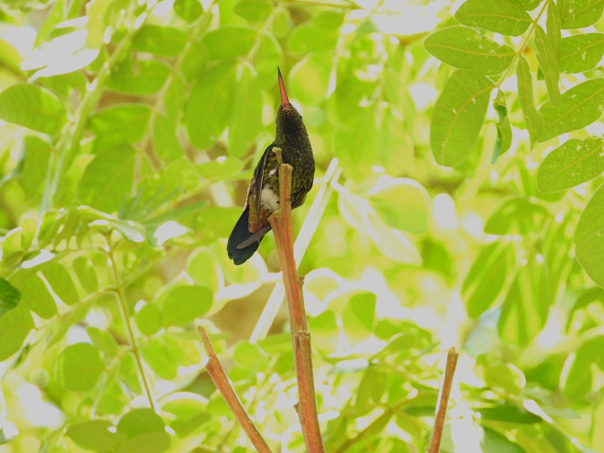 Copper-rumped Hummingbird - ML621862451