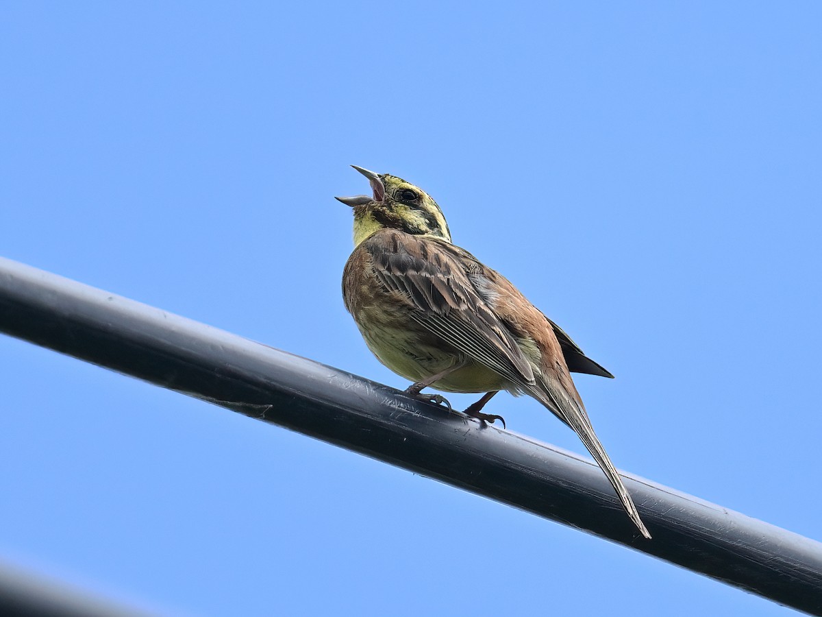 Yellowhammer - ML621862481