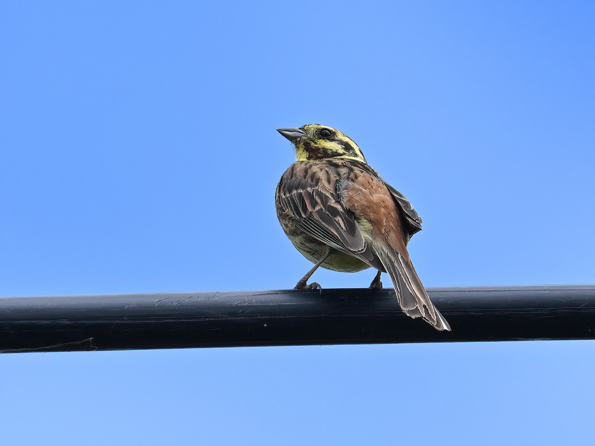 Yellowhammer - ML621862482