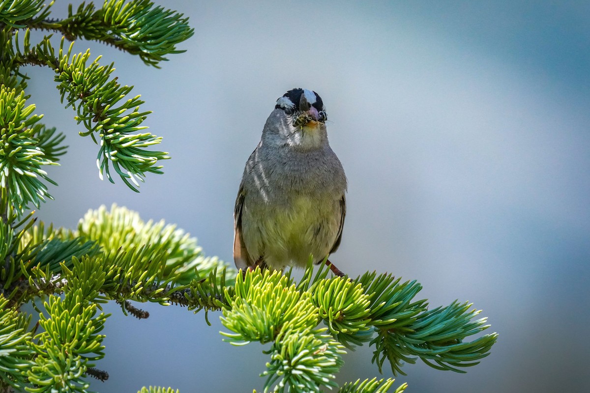 White-crowned Sparrow - ML621862485