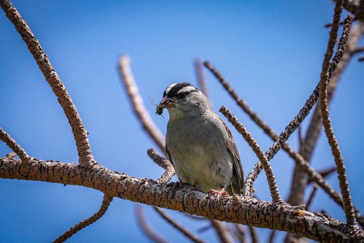 White-crowned Sparrow - ML621862486