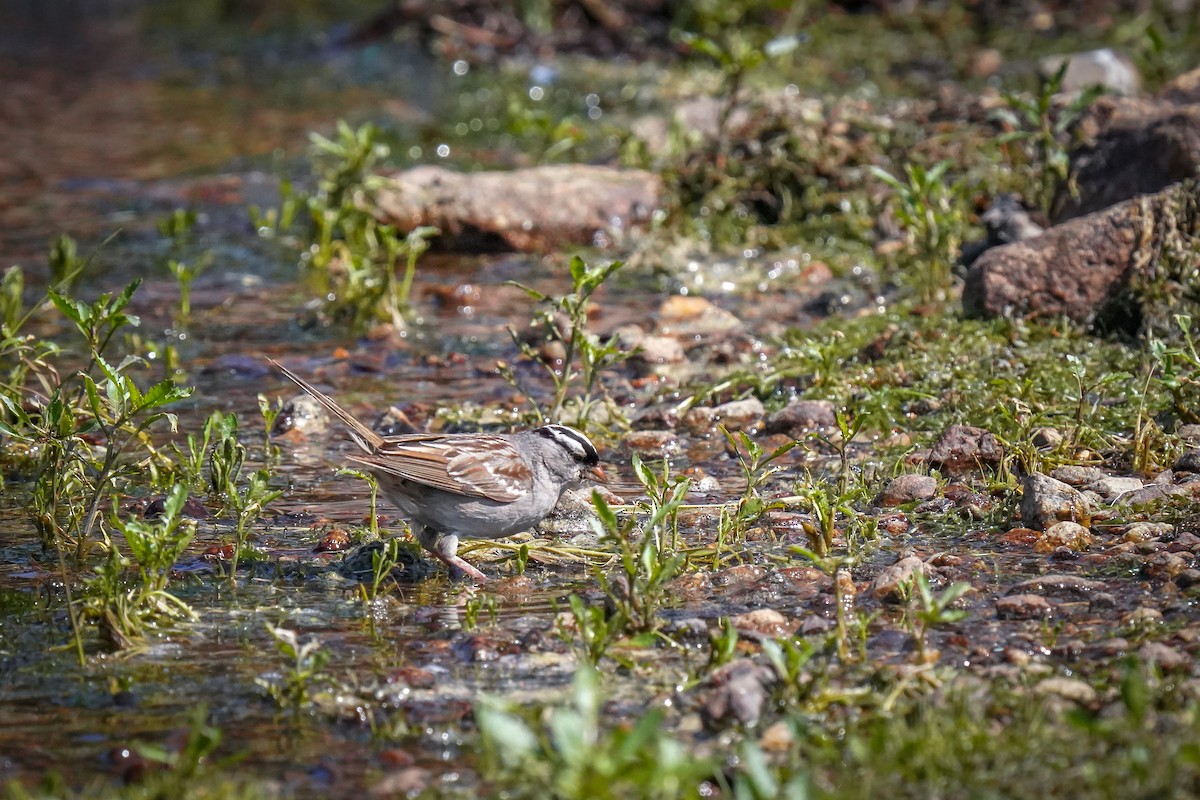 White-crowned Sparrow - ML621862487