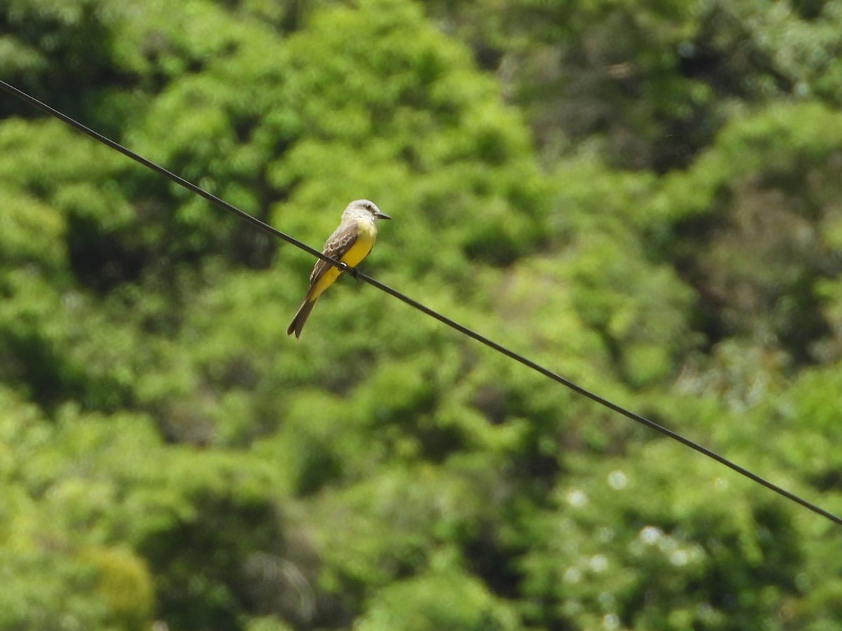 Tropical Kingbird - ML621862522