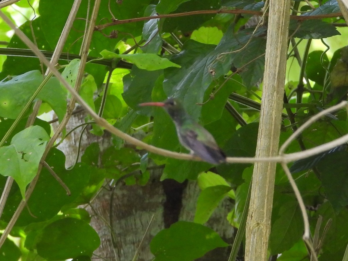 Glittering-throated Emerald - ML621862557