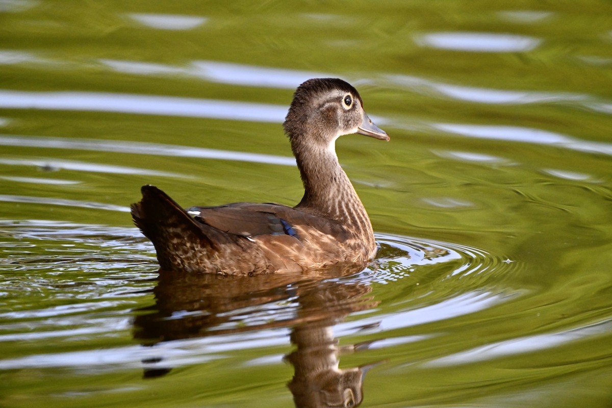 Wood Duck - ML621862563