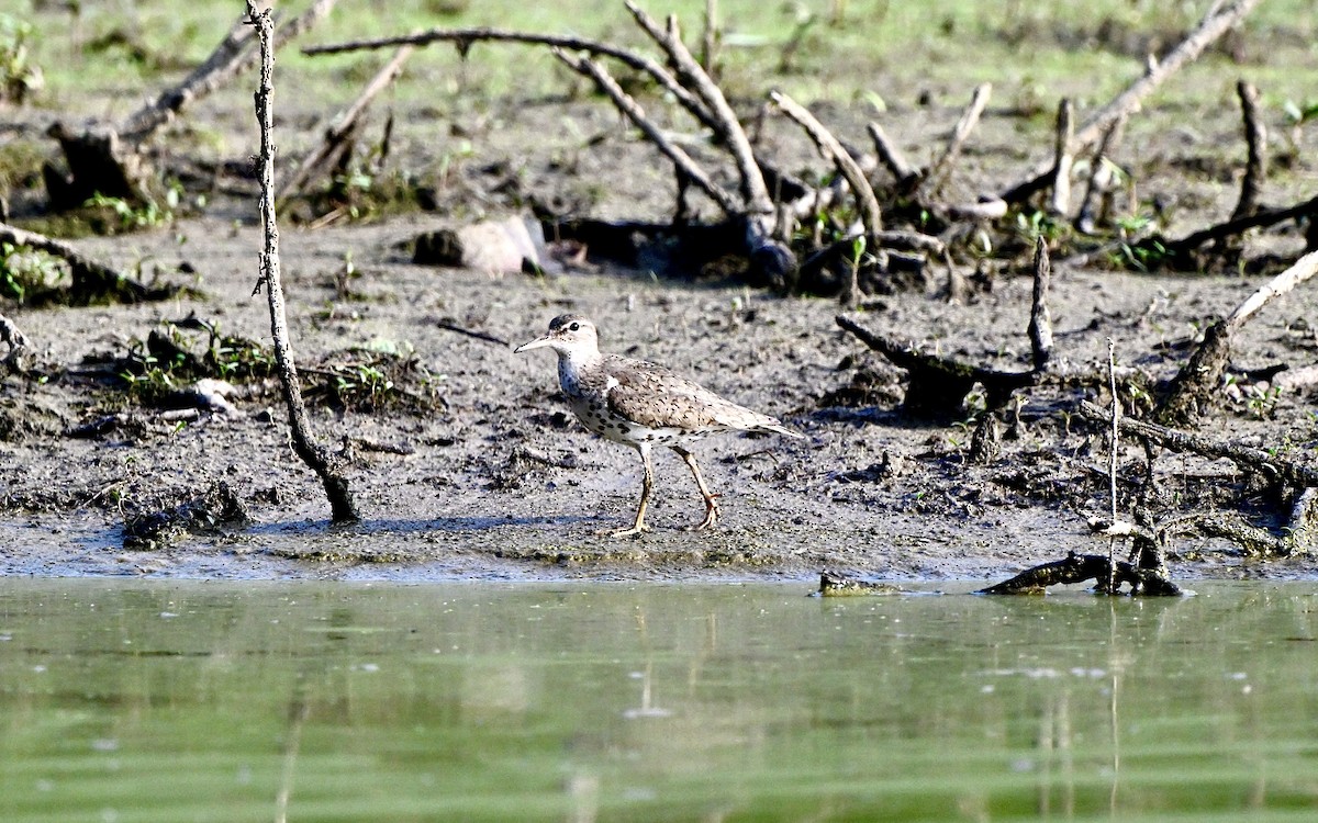 Spotted Sandpiper - ML621862576