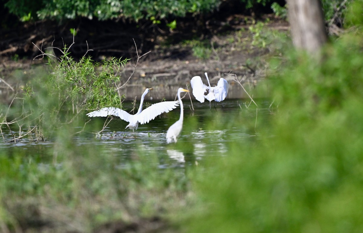 Great Egret - ML621862583