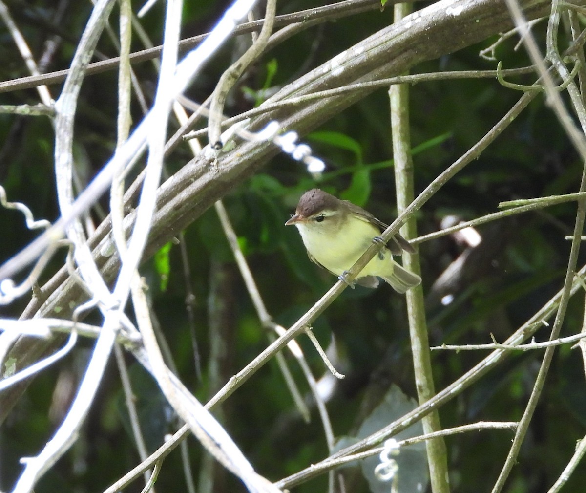 Brown-capped Vireo - ML621862586