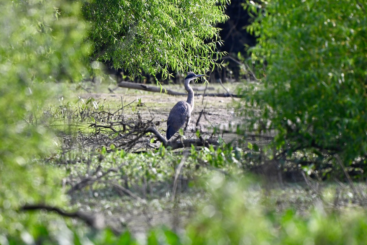 Great Blue Heron - ML621862587