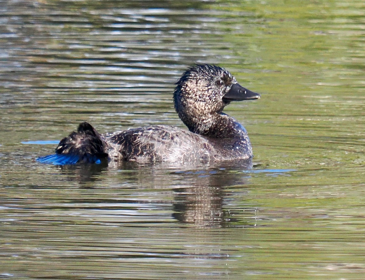 Musk Duck - ML621862592