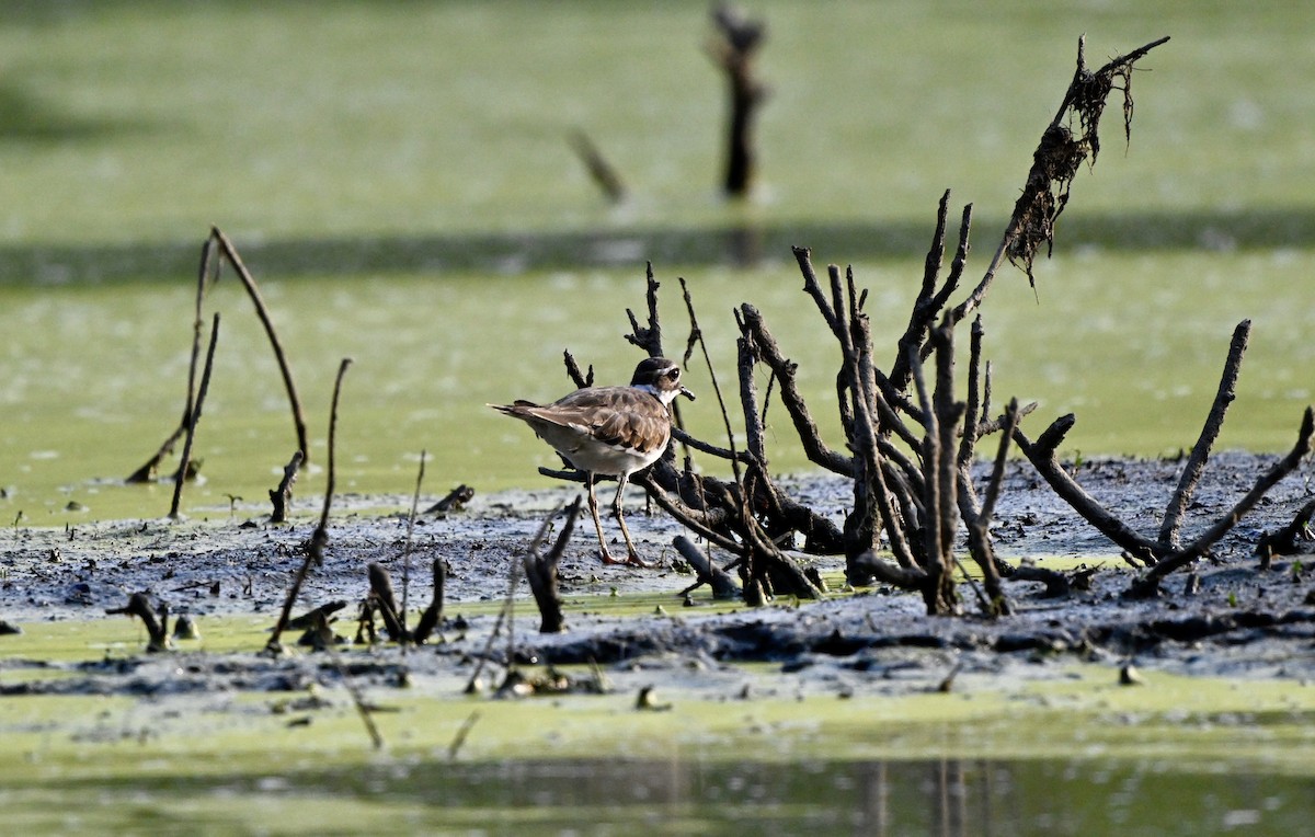 Killdeer - ML621862601