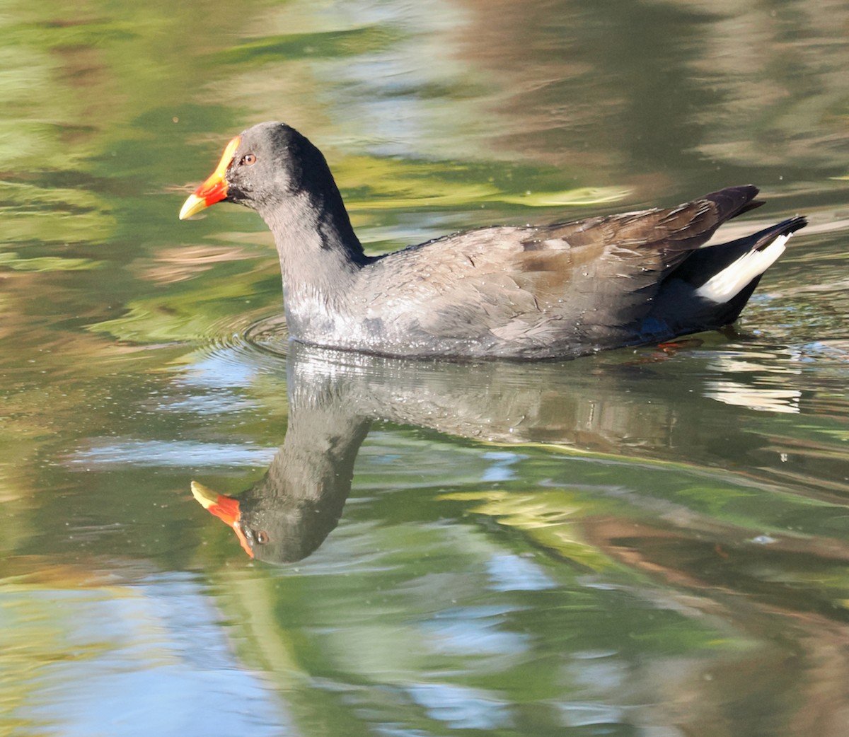 Dusky Moorhen - ML621862602