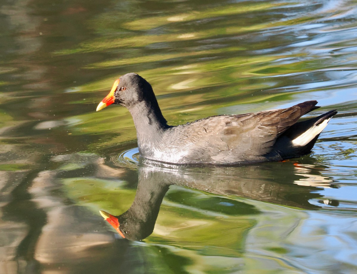 Dusky Moorhen - ML621862603