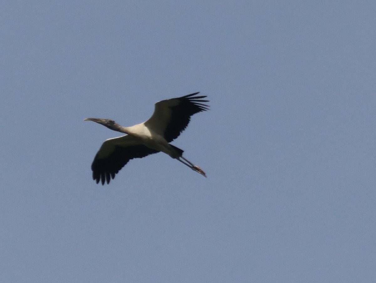 Wood Stork - ML621862604