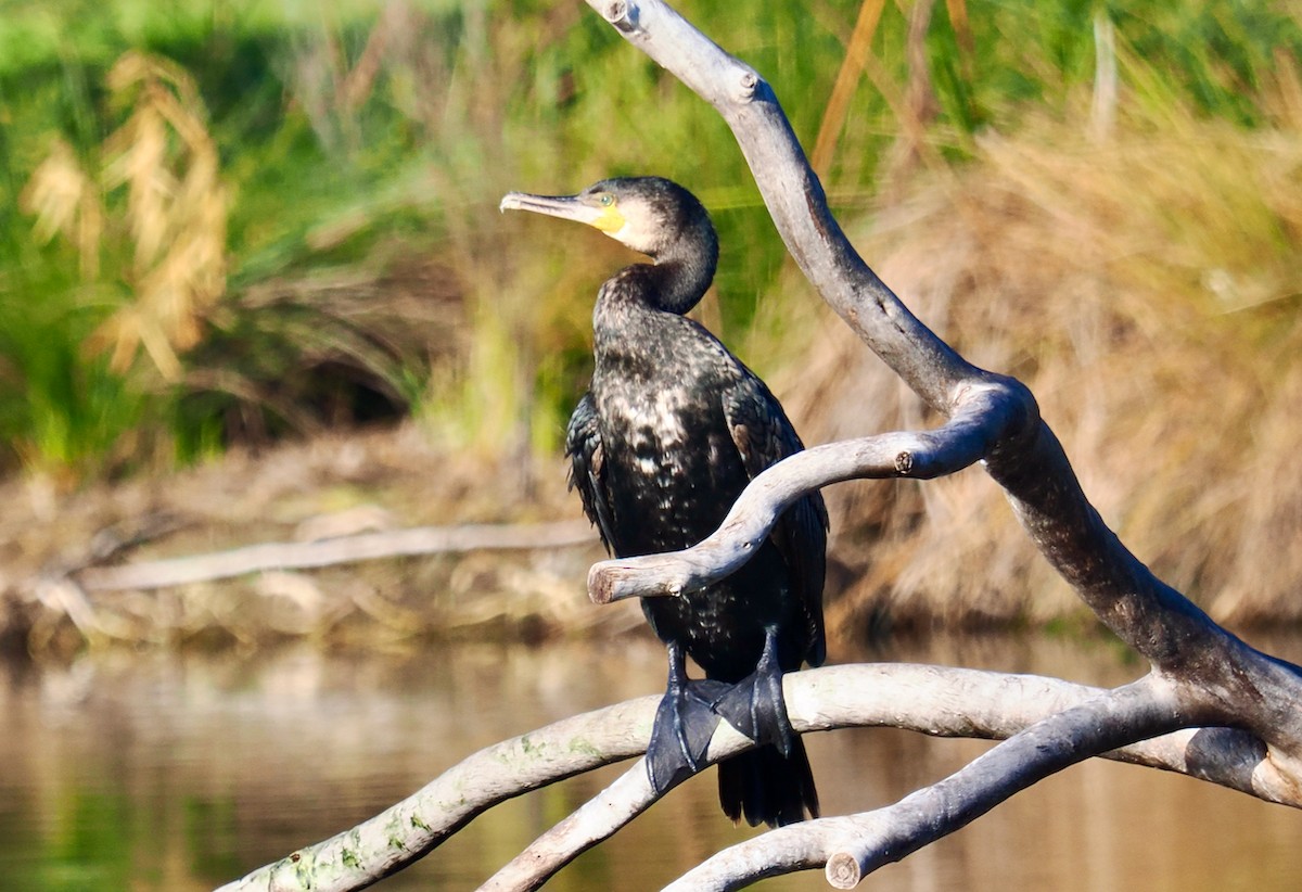 Great Cormorant (Australasian) - ML621862606