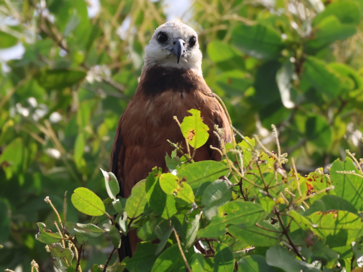 Black-collared Hawk - ML621862610