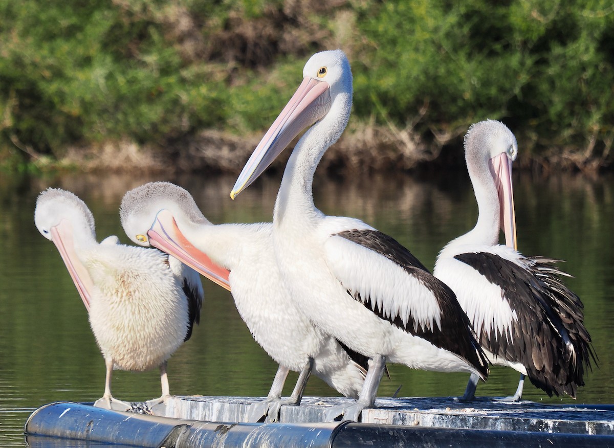 Australian Pelican - ML621862611