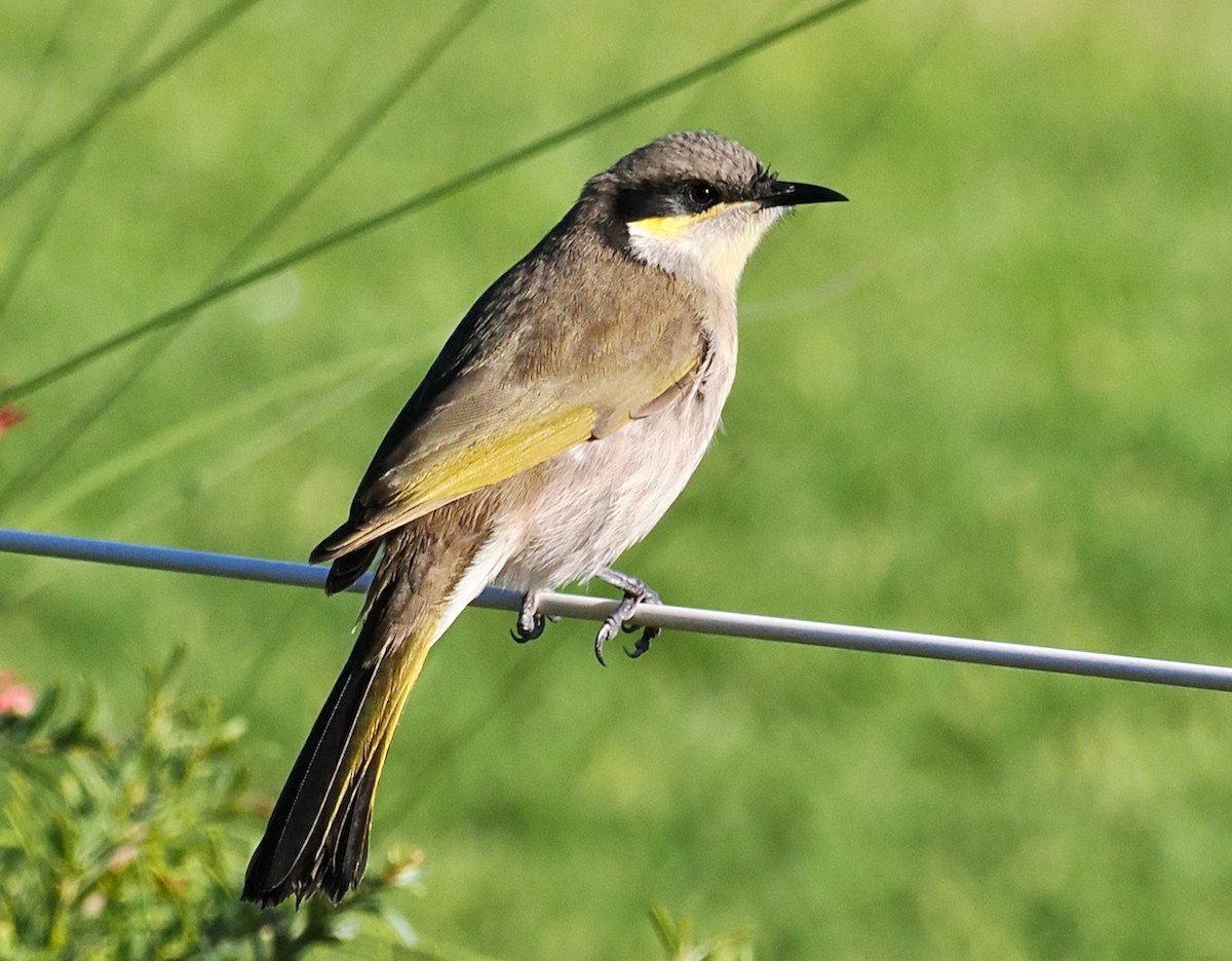 Singing Honeyeater - ML621862617