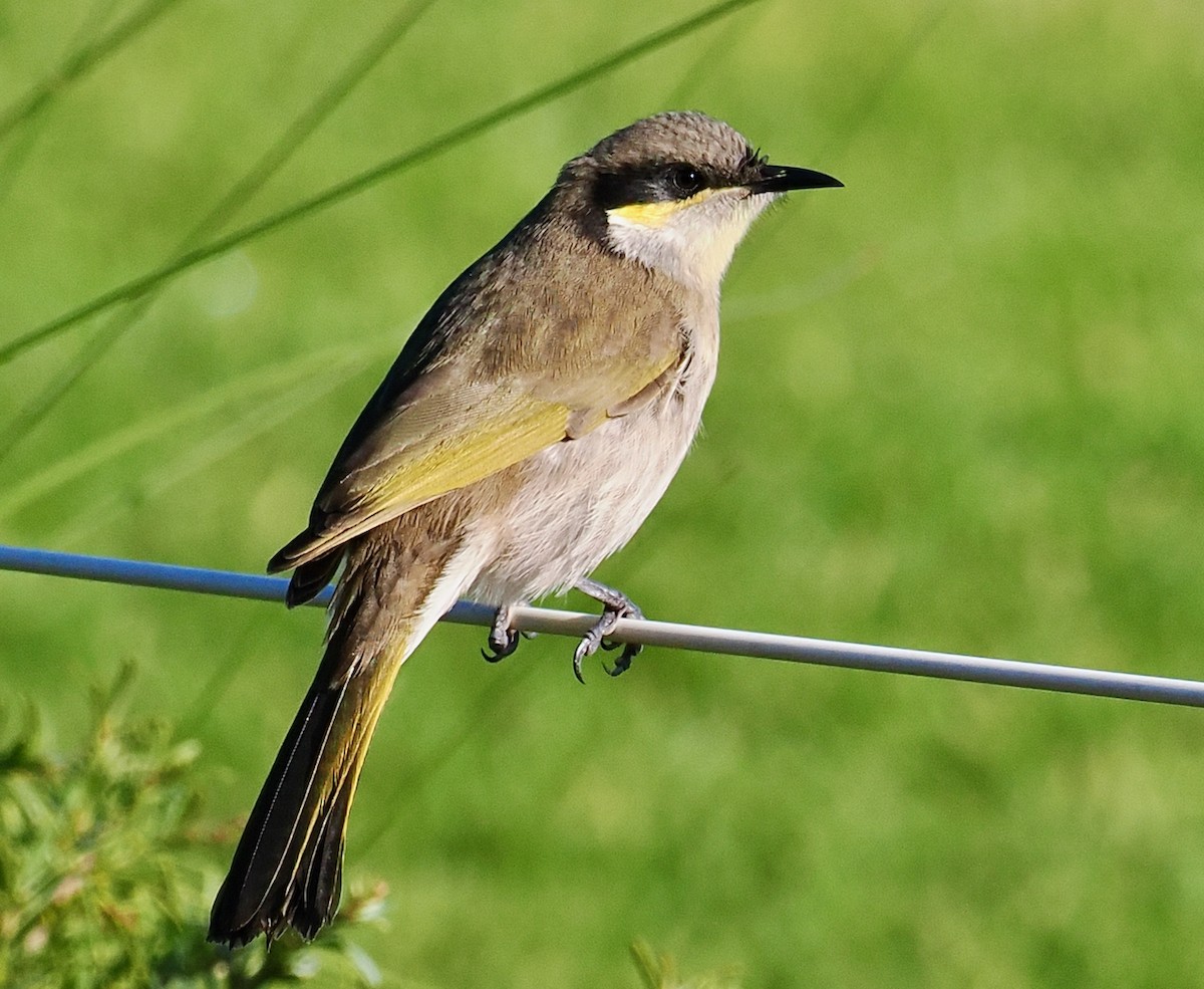 Singing Honeyeater - ML621862618