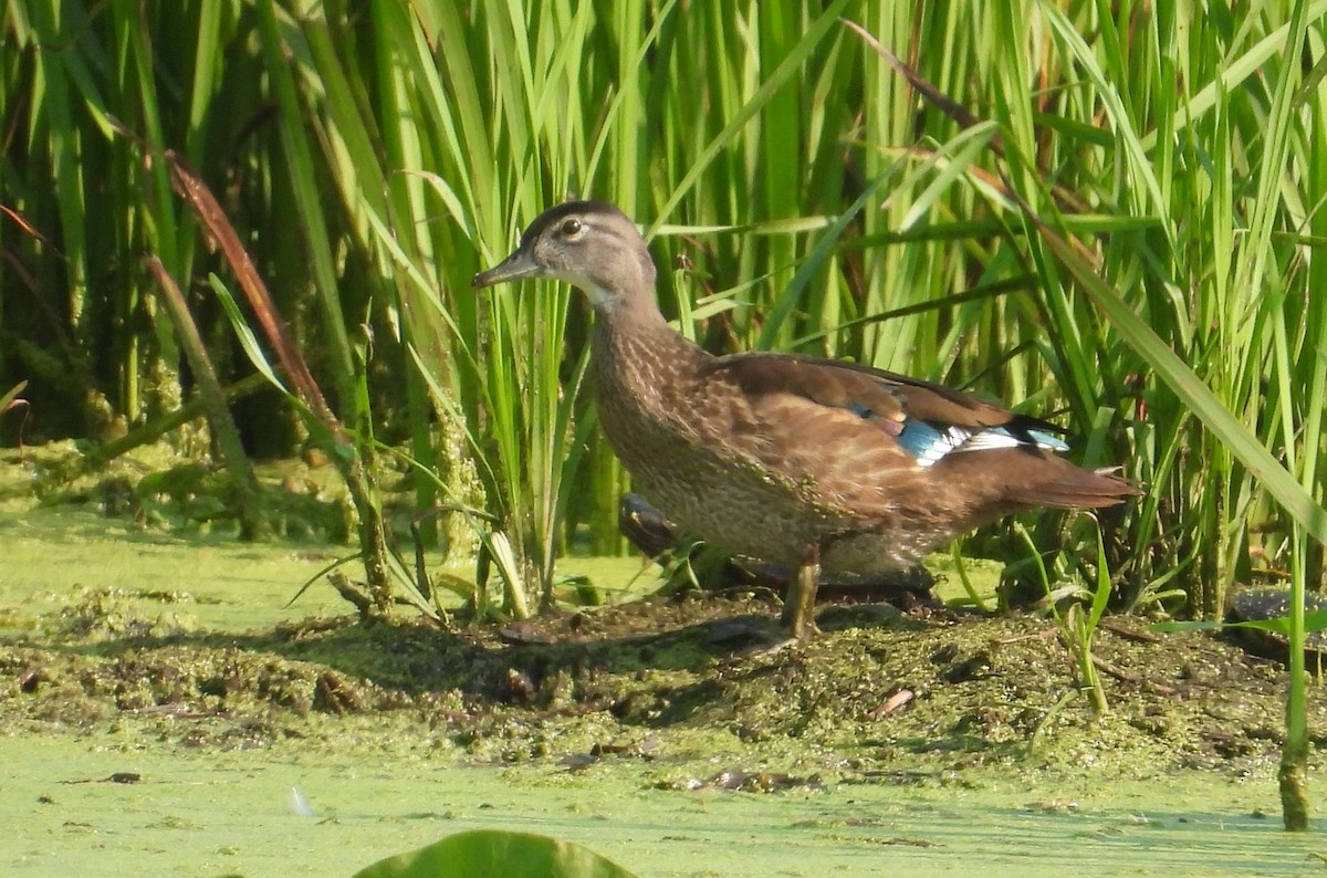 Canard branchu - ML621862631