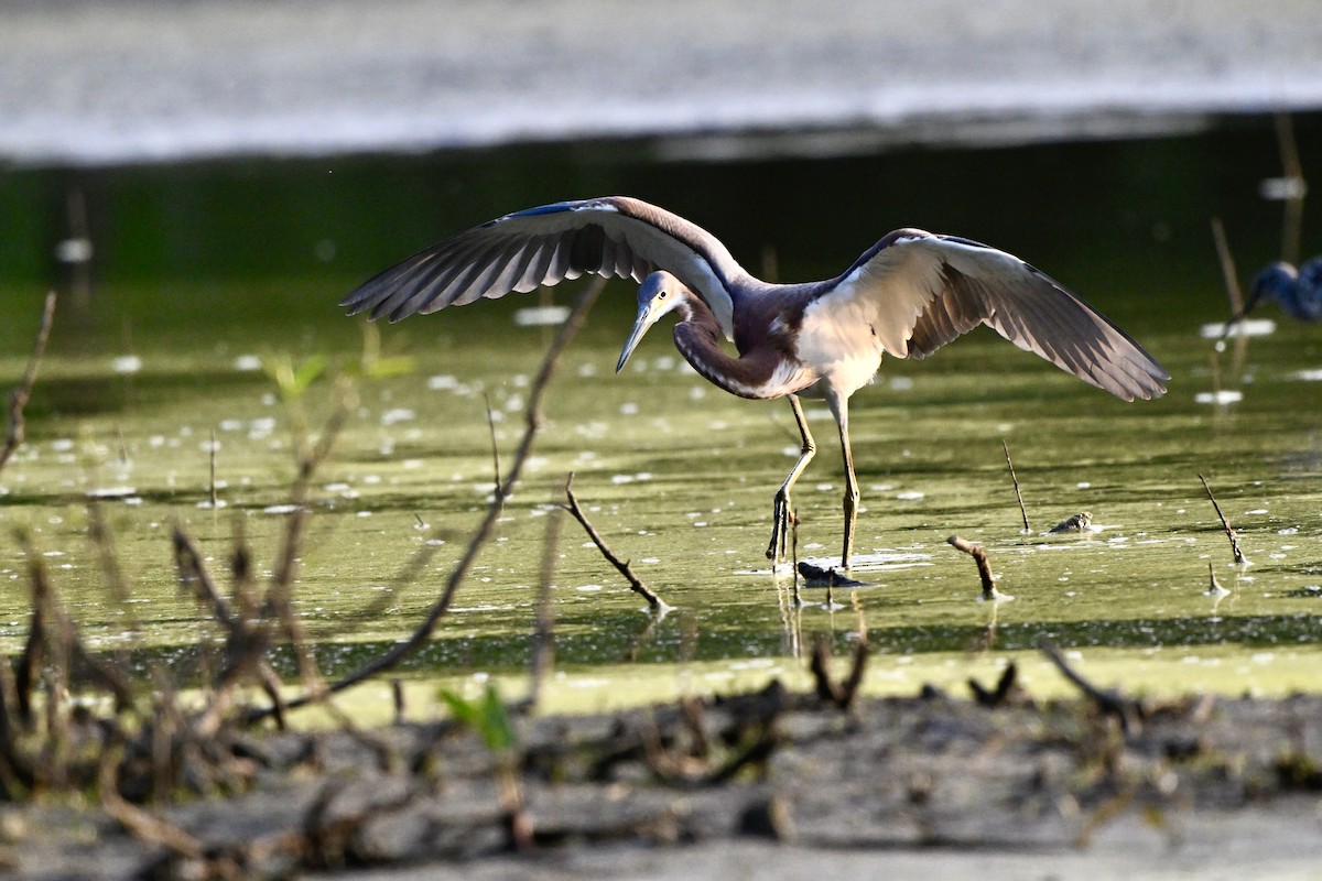 Tricolored Heron - ML621862632