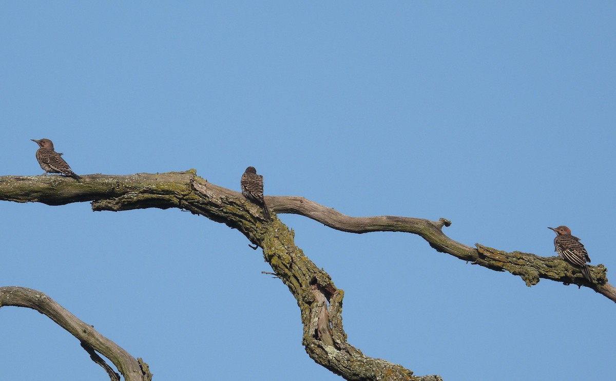 Northern Flicker - Matt Tobin