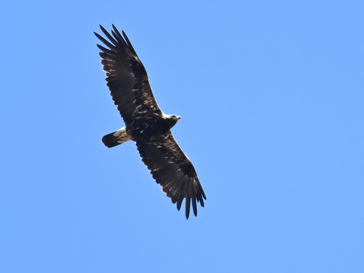 Imperial Eagle - peng su