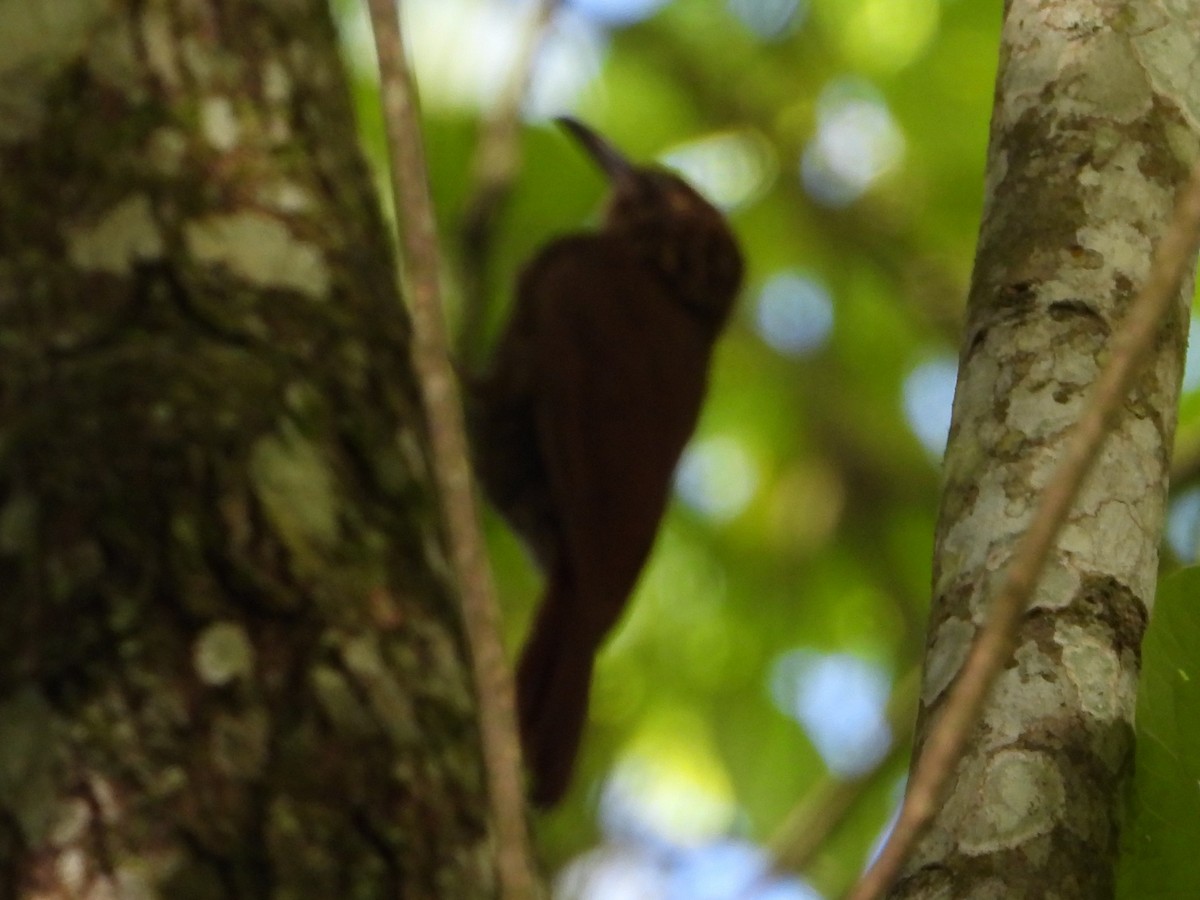 Plain-brown Woodcreeper - ML621862682