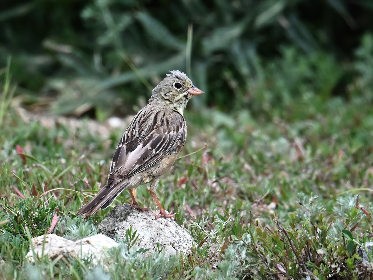 Ortolan Bunting - ML621862683