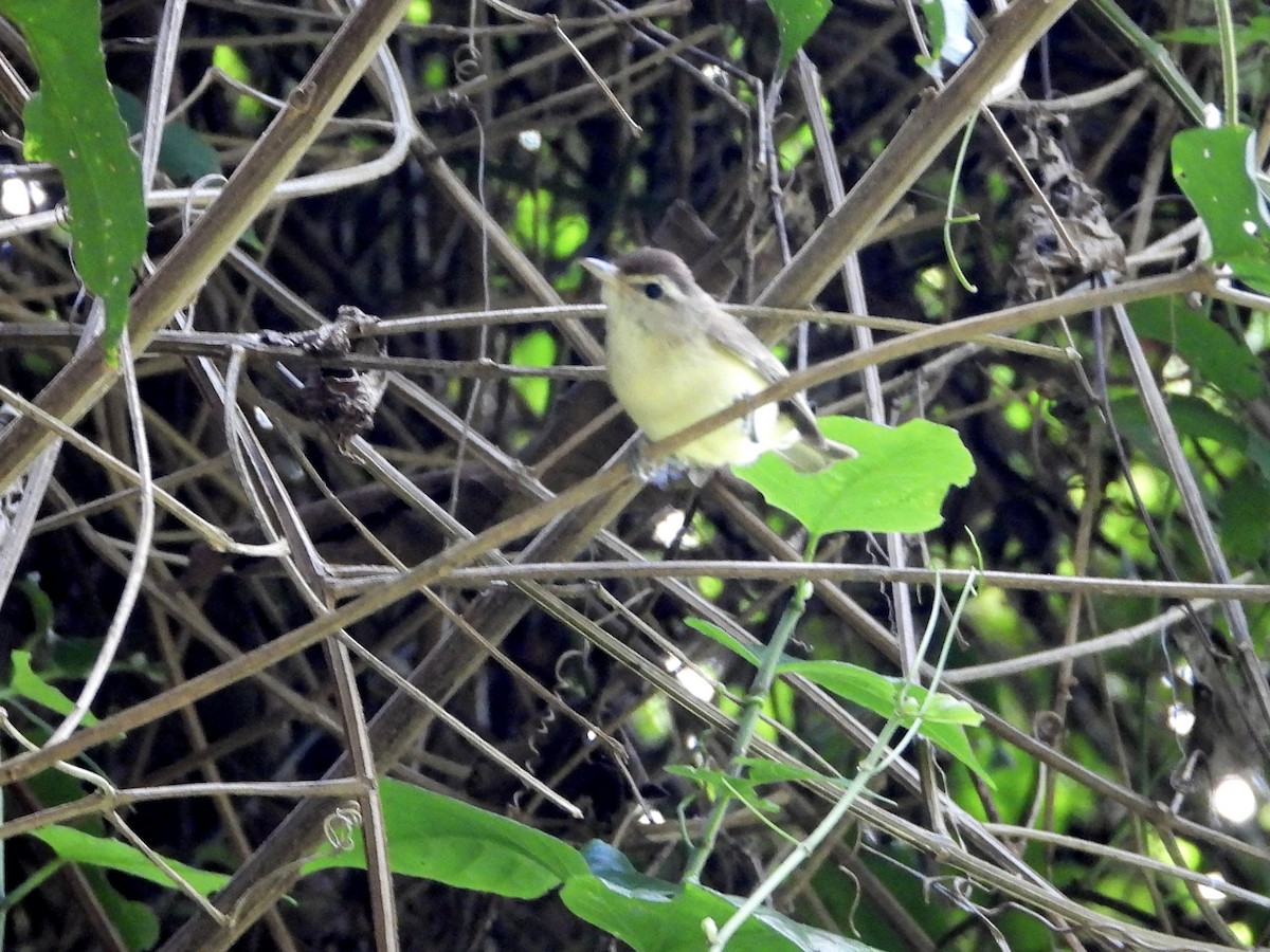 Brown-capped Vireo - ML621862695