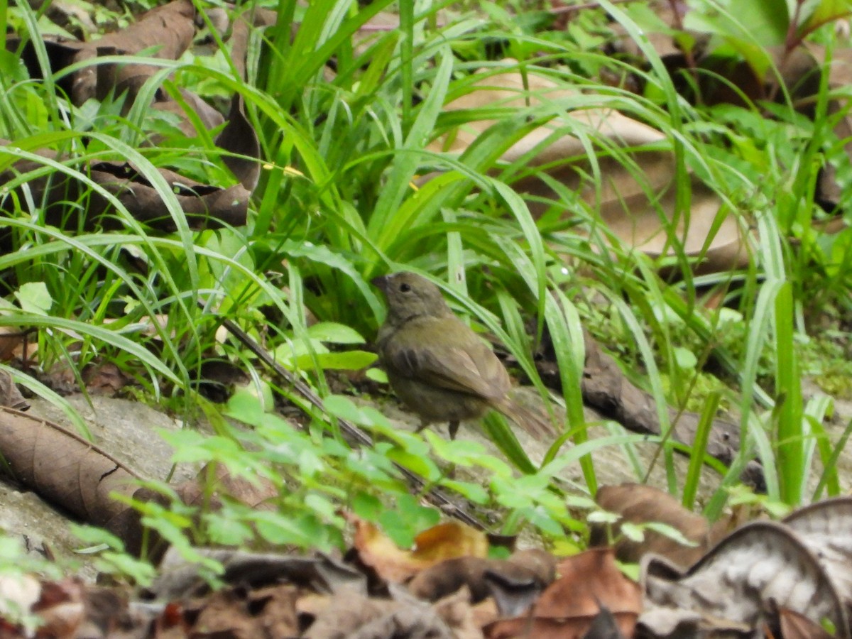 Black-faced Grassquit - ML621862721